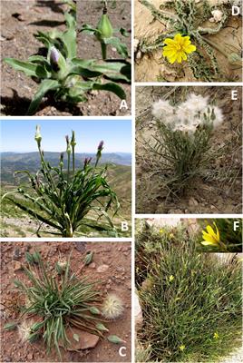 New Insights Into the Relationships Within Subtribe Scorzonerinae (Cichorieae, Asteraceae) Using Hybrid Capture Phylogenomics (Hyb-Seq)